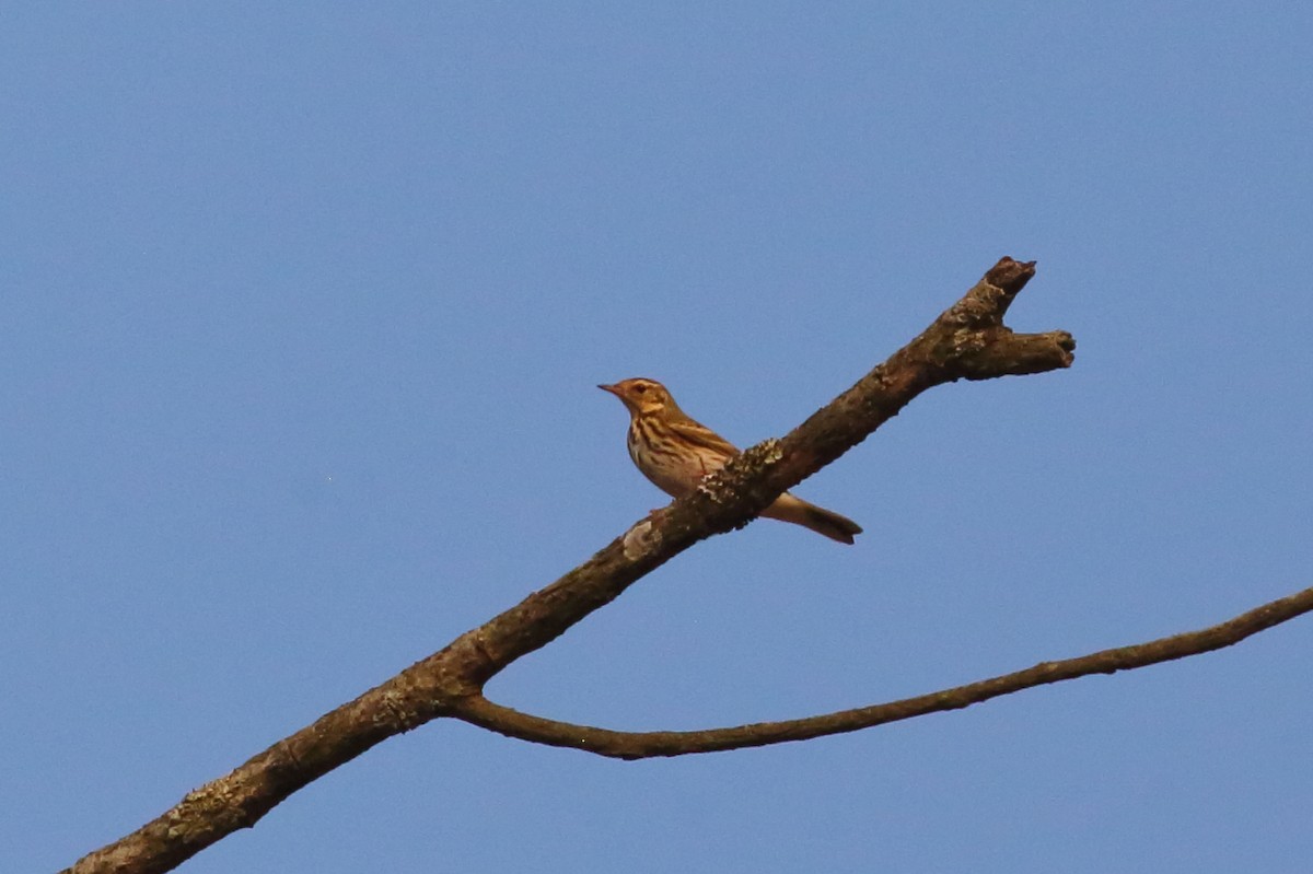 Olive-backed Pipit - ML611300855