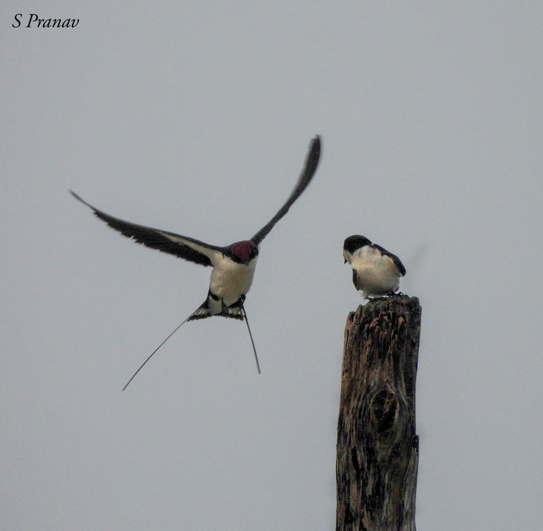 Wire-tailed Swallow - ML611300869