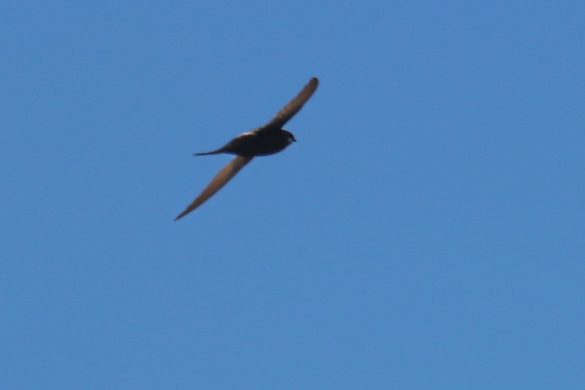 White-rumped Swift - ML611300960
