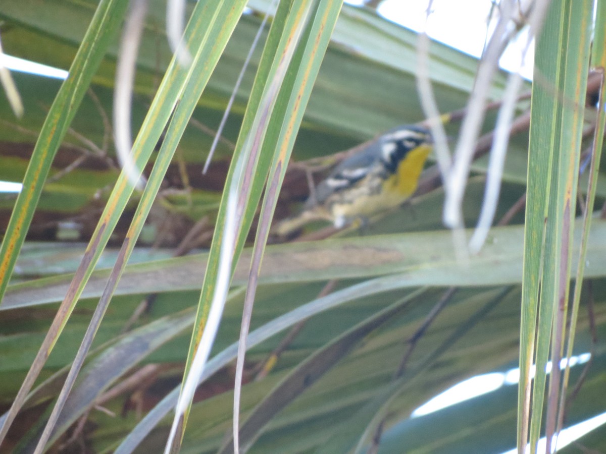 Yellow-throated Warbler - ML611300989