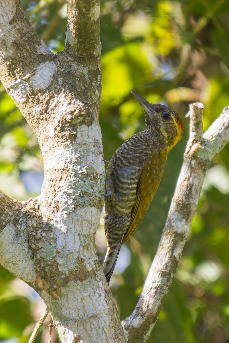 Yellow-eared Woodpecker - ML611301139