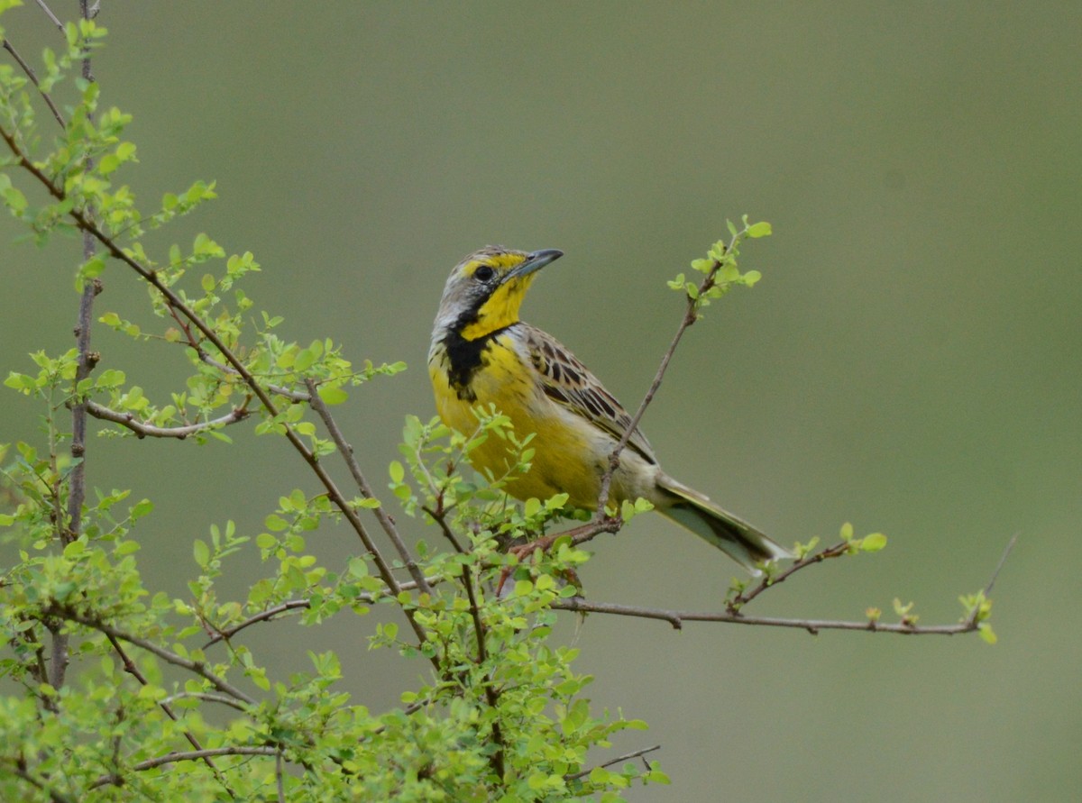 Pangani Longclaw - ML611301204