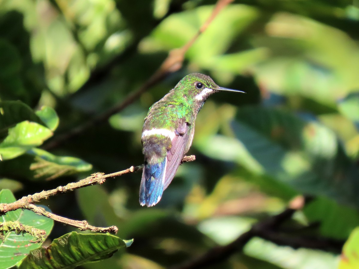 kolibřík trnoocasý - ML611301209