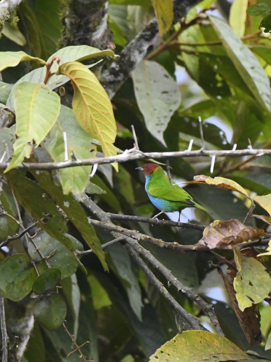 Bay-headed Tanager - ML611301669