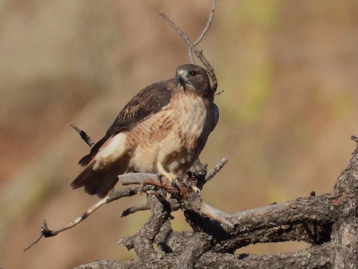 Red-tailed Hawk - ML611301729