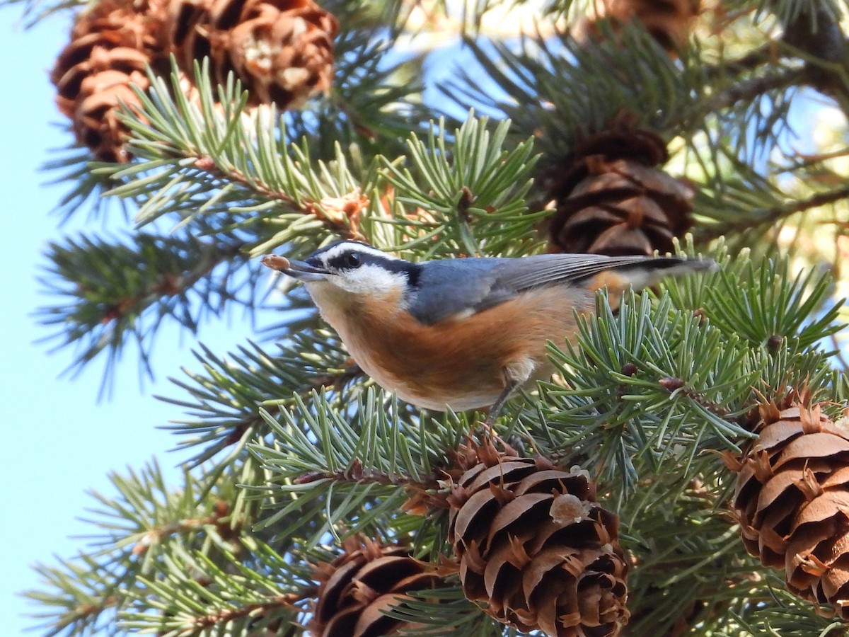 Red-breasted Nuthatch - ML611301736