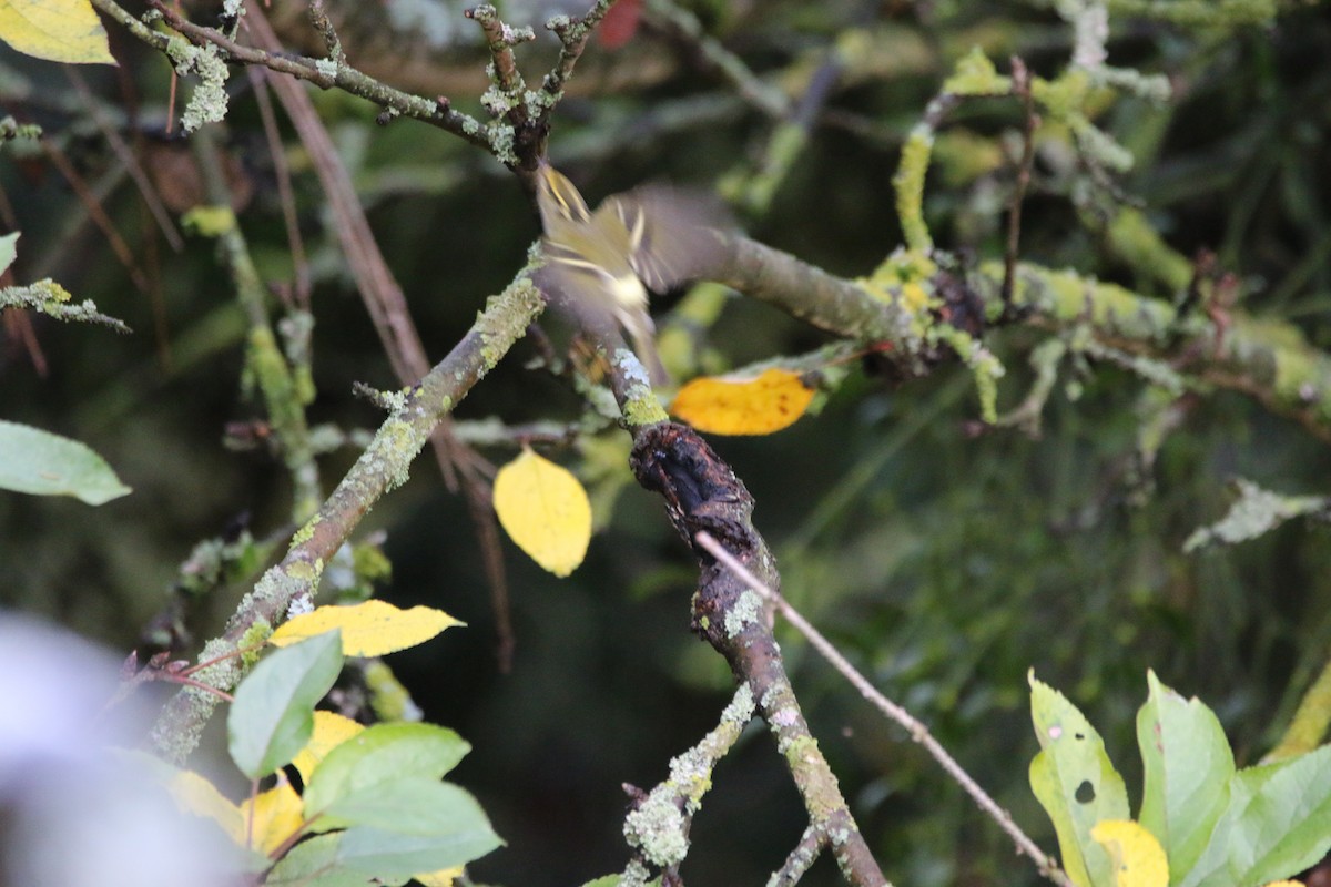 Pallas's Leaf Warbler - ML611301792