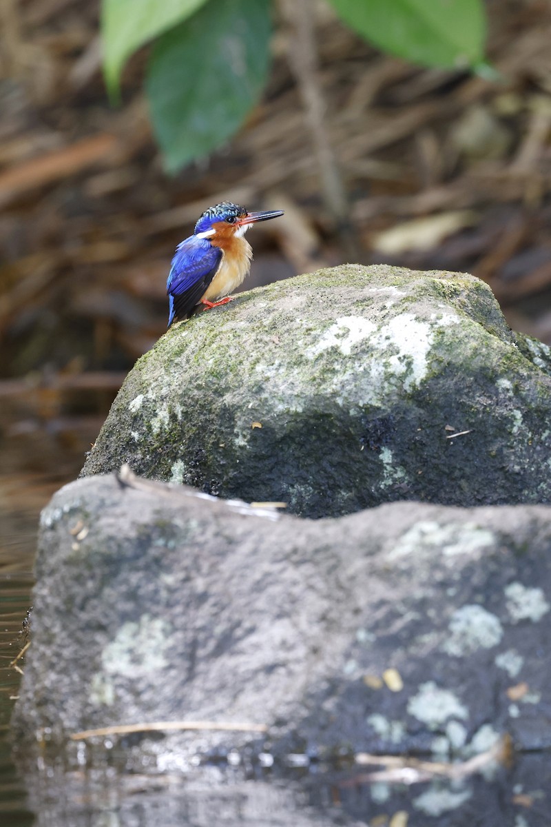 Malagasy Kingfisher - ML611301899
