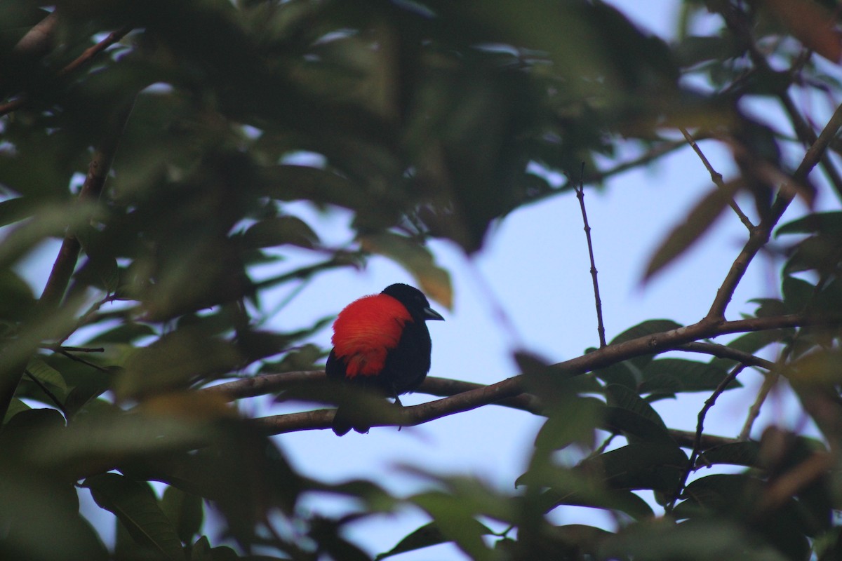 Scarlet-rumped Tanager - ML611301985