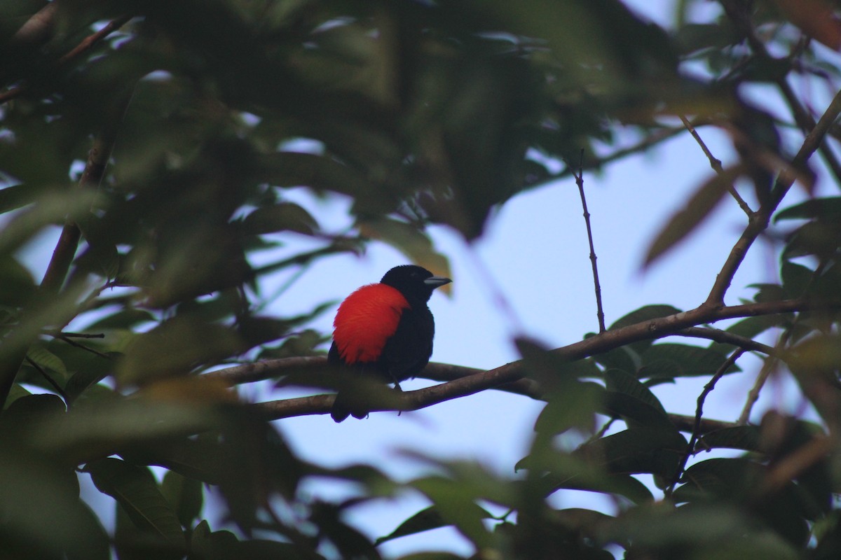 Scarlet-rumped Tanager - ML611302024