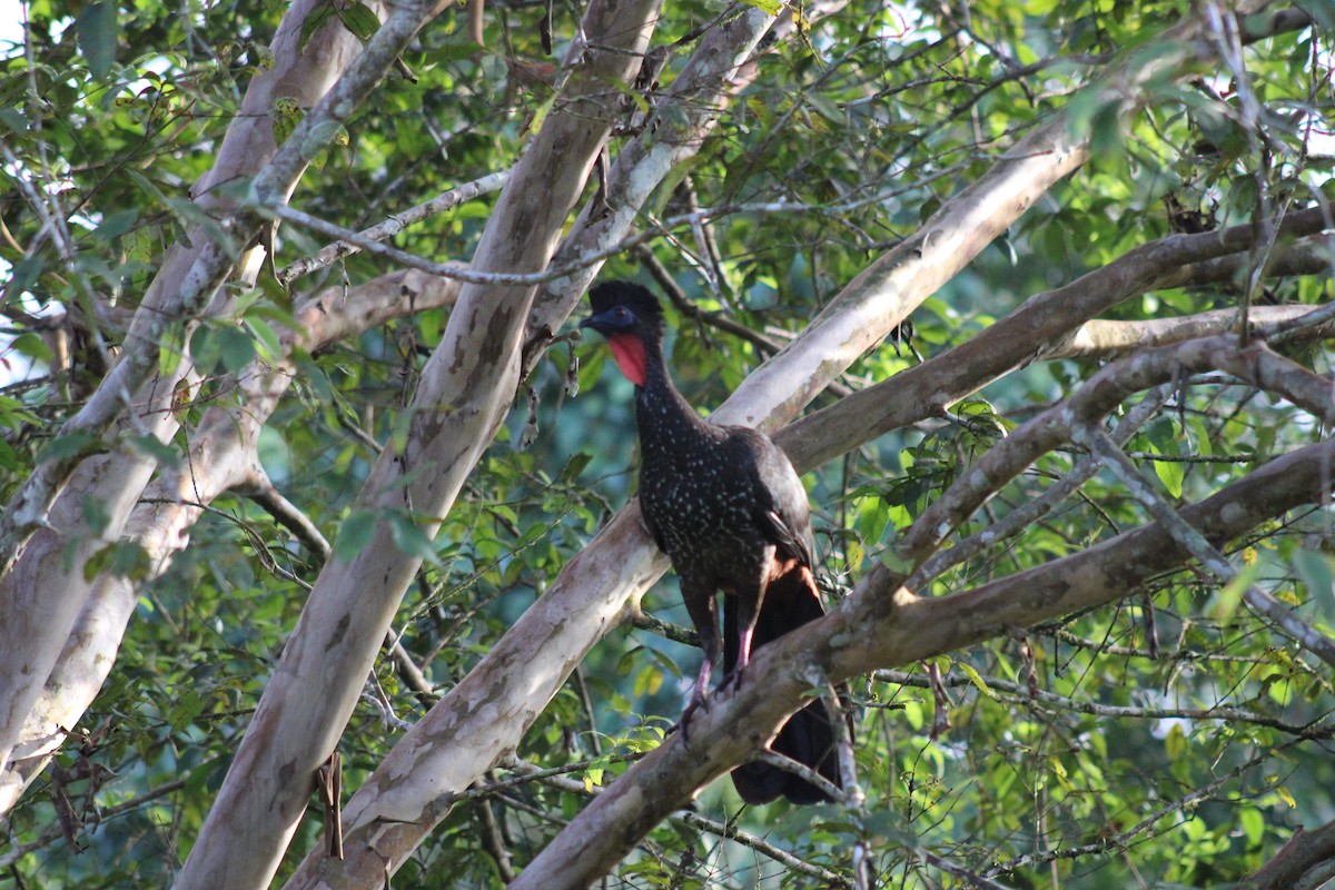 Crested Guan - ML611302038