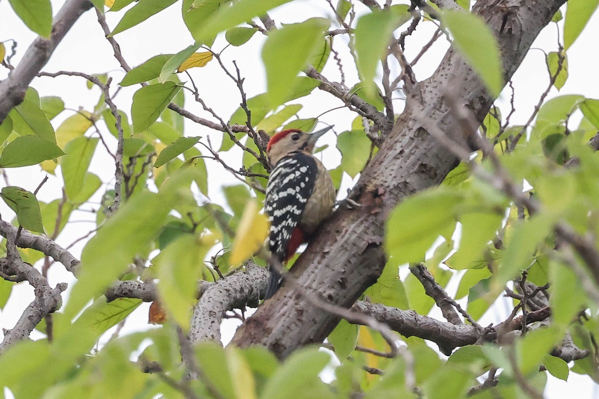 Fulvous-breasted Woodpecker - ML611302256