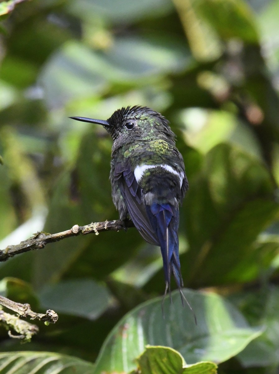 kolibřík trnoocasý - ML611302287