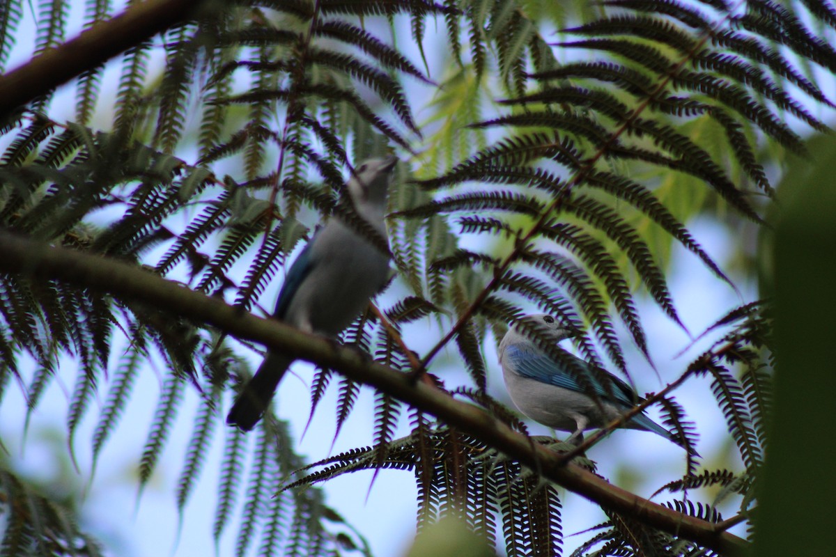 Blue-gray Tanager - ML611302342