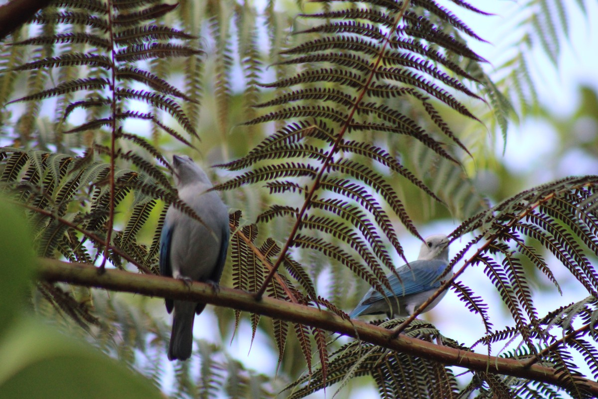 Blue-gray Tanager - ML611302343