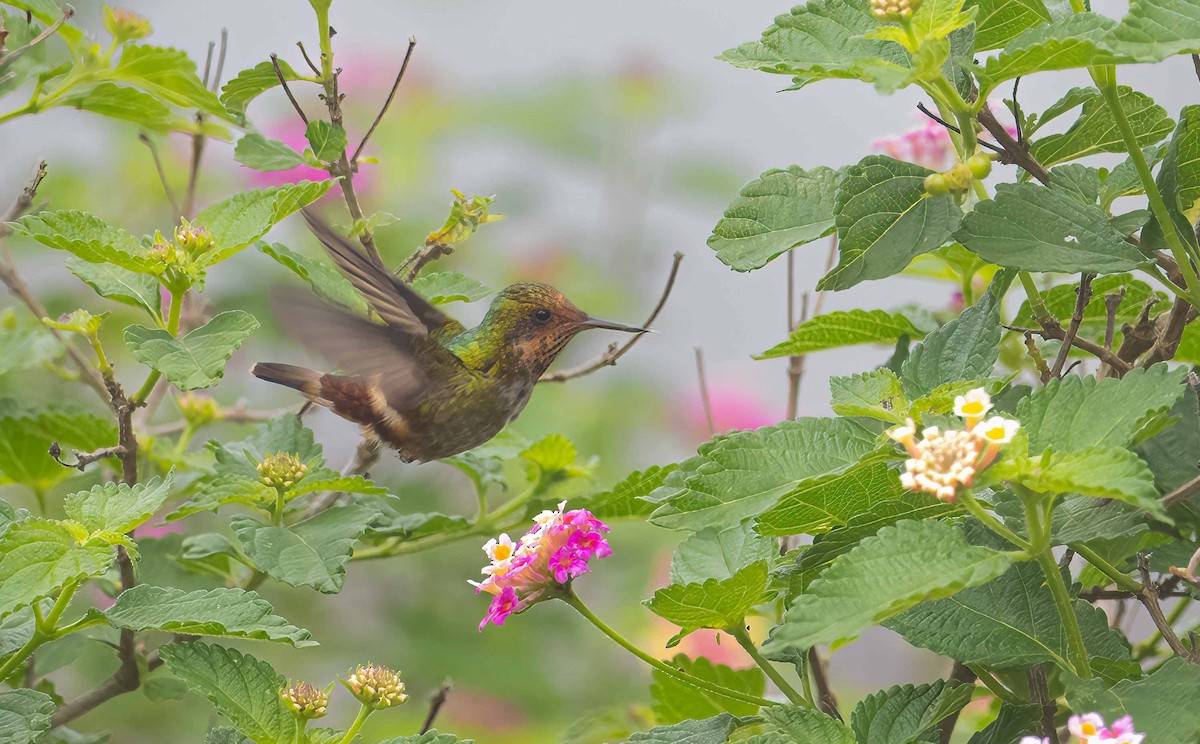 Frilled Coquette - ML611302348