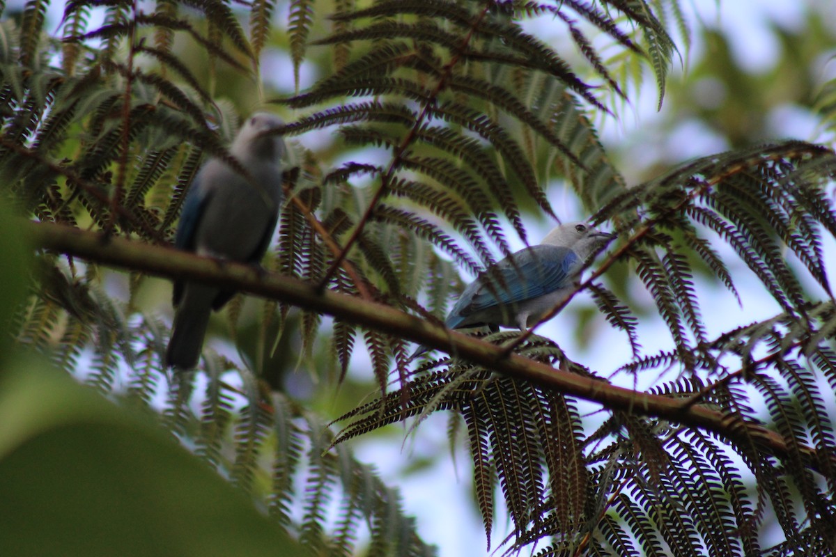 Blue-gray Tanager - ML611302349