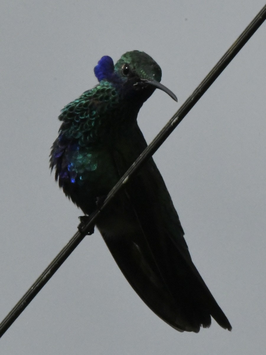 kolibřík modrolící - ML611302352