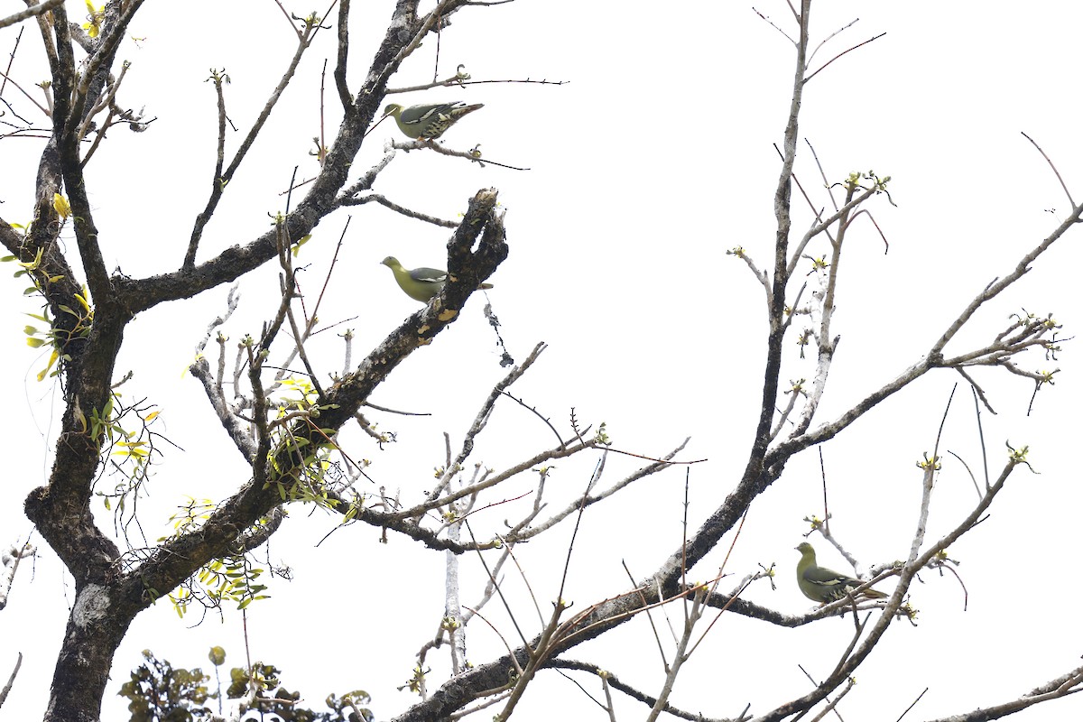 Madagascar Green-Pigeon - ML611302358