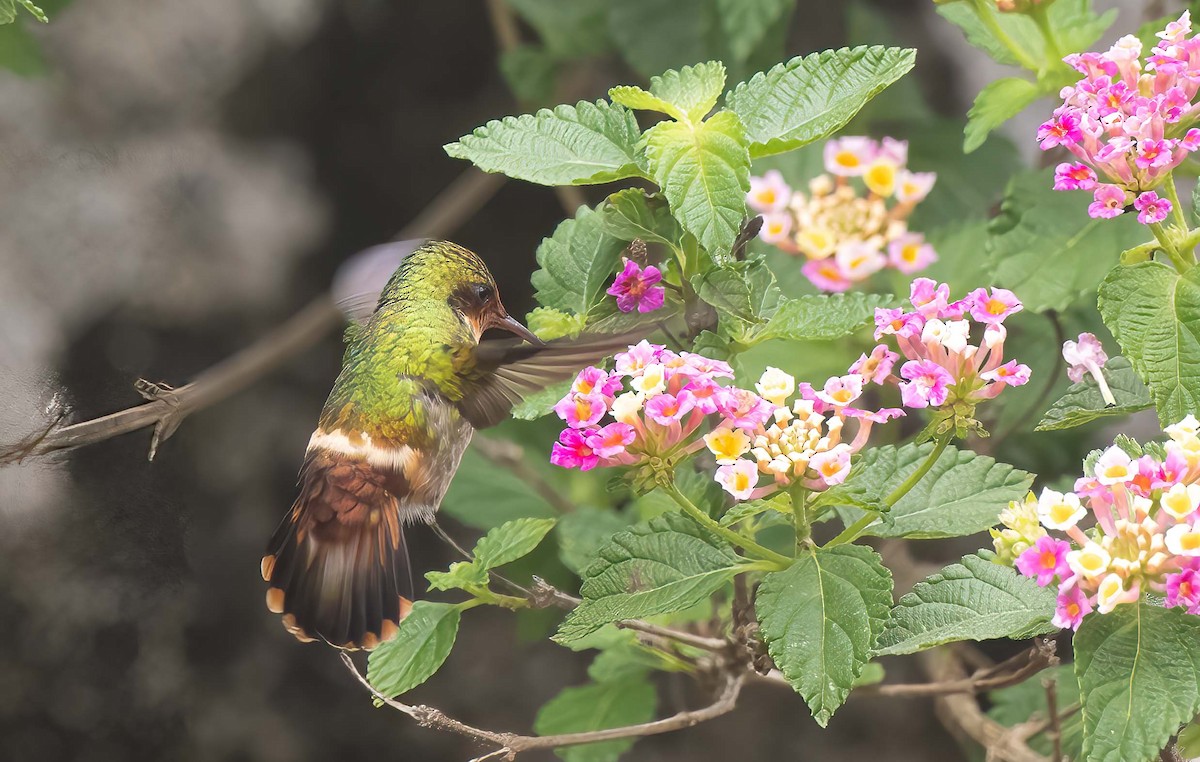 Frilled Coquette - ML611302474