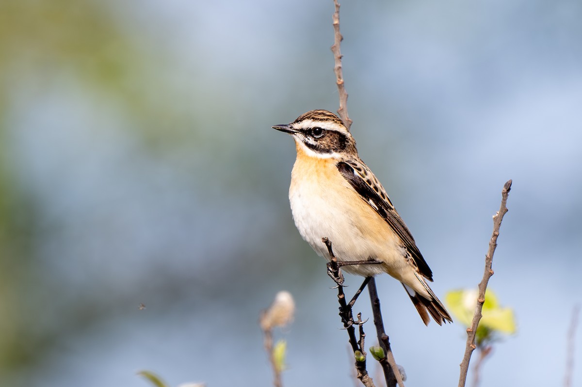 Whinchat - ML611302758