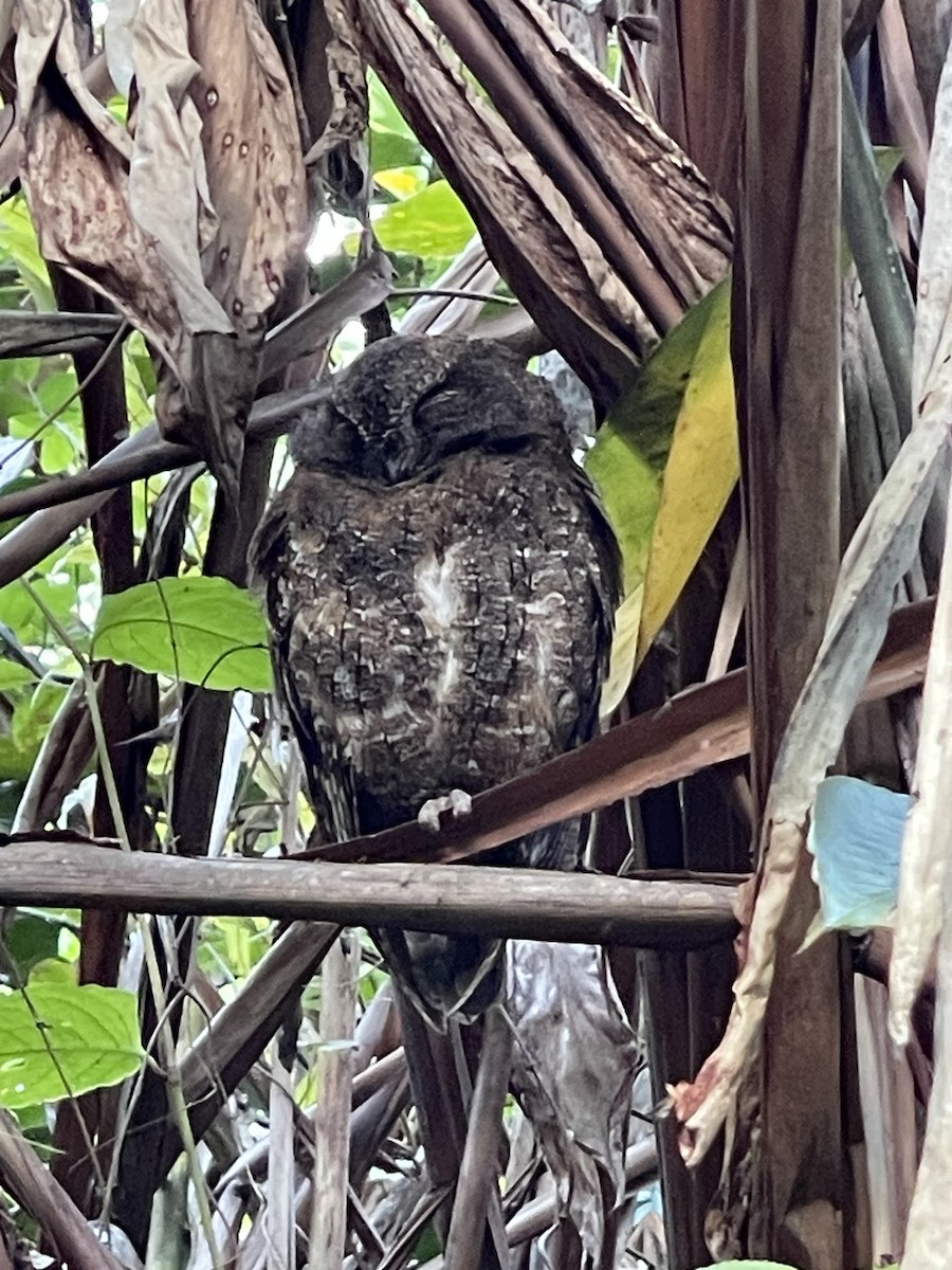 Madagascar Scops-Owl (Rainforest) - Daniel Moore