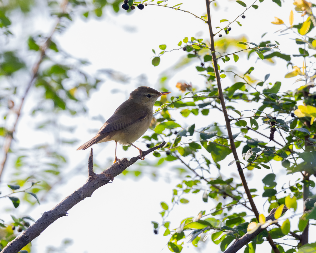 Booted Warbler - ML611303386