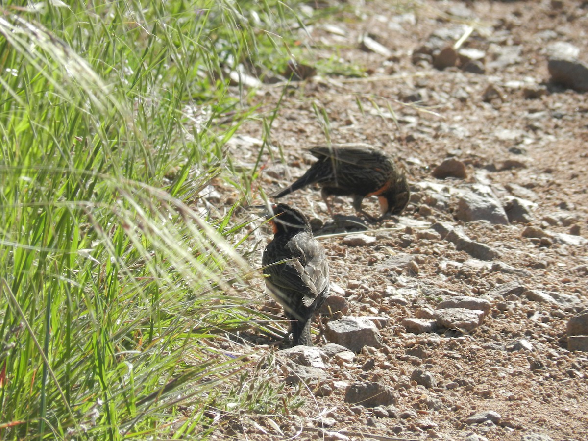 Long-tailed Meadowlark - ML611304112