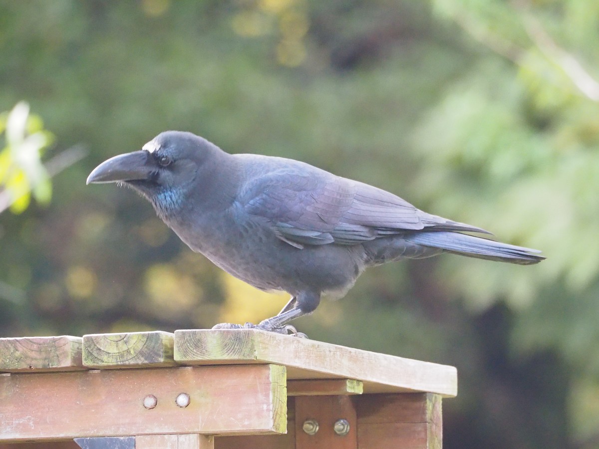 Large-billed Crow - ML611304155