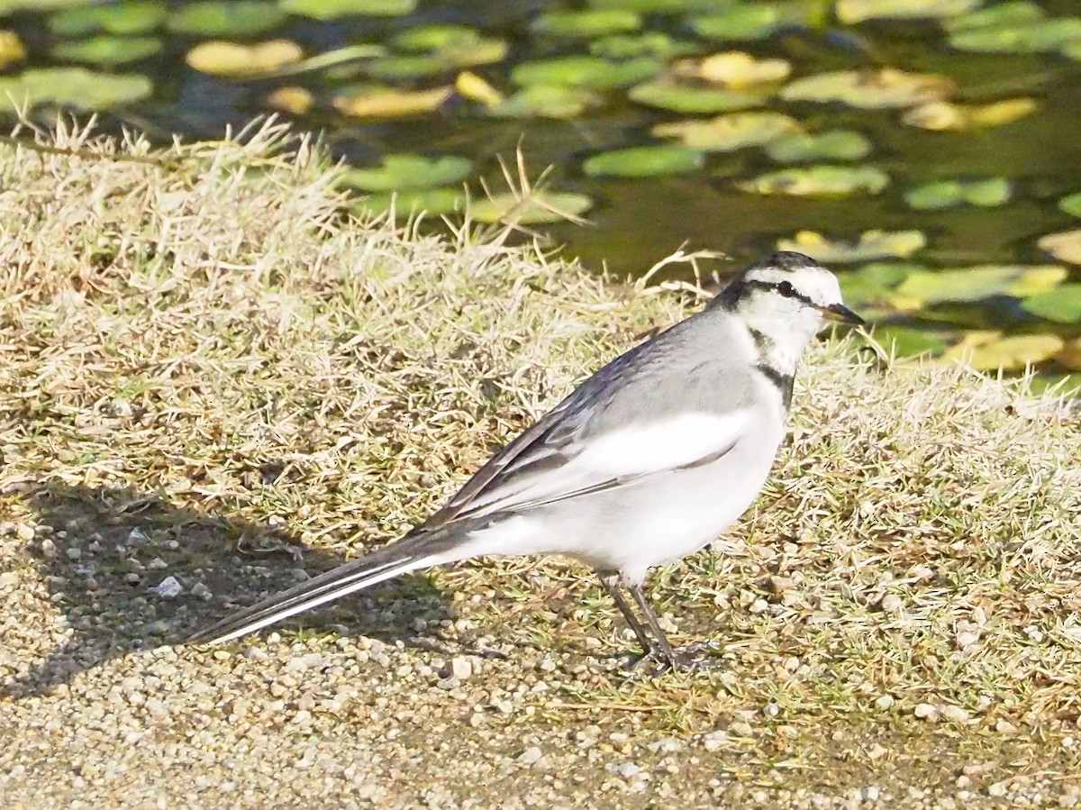 White Wagtail (Black-backed) - ML611304158