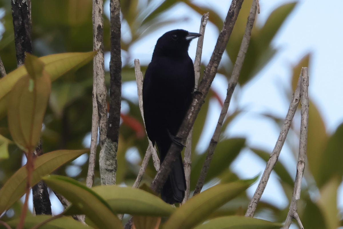 Red-shouldered Tanager - ML611304476