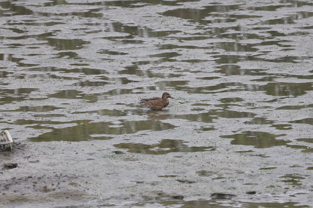 Green-winged Teal - ML611304482
