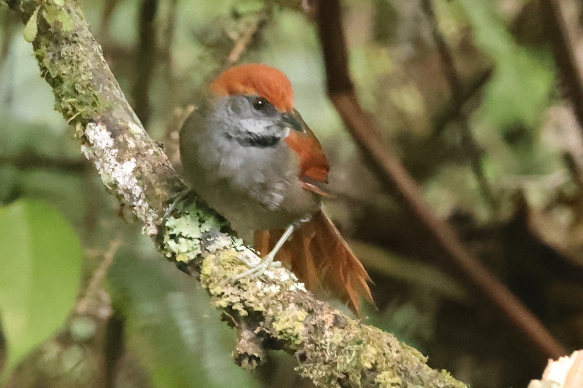 McConnell's Spinetail - ML611304898