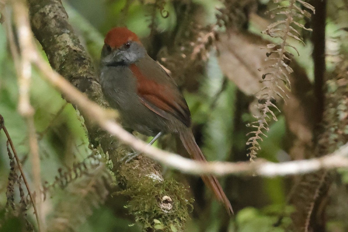 McConnell's Spinetail - ML611304900