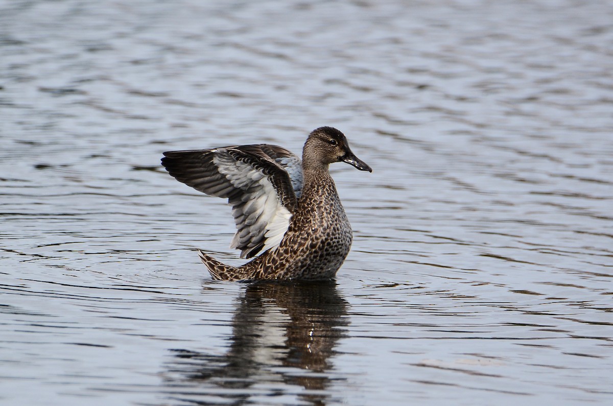 Blue-winged Teal - ML611304968