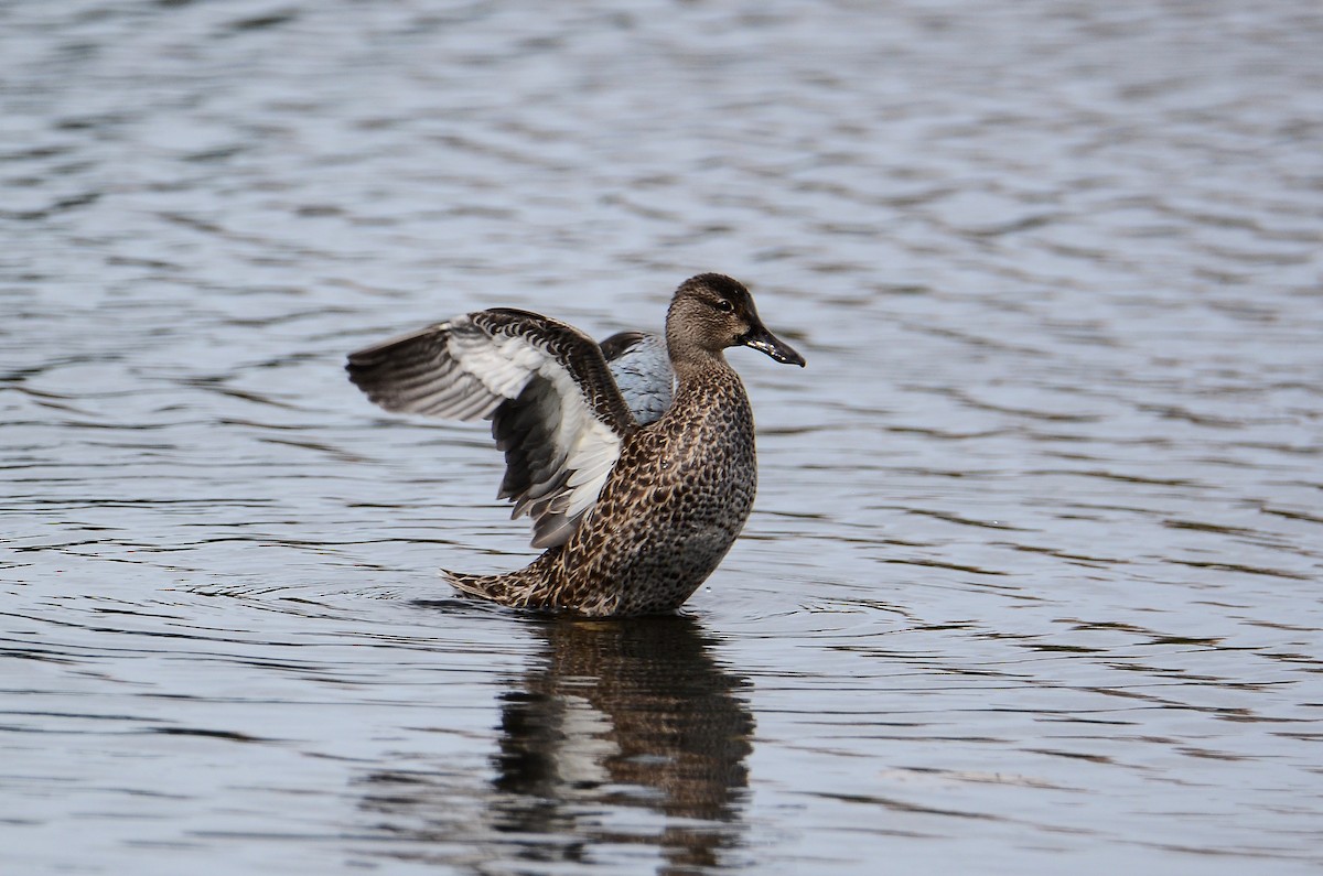 Blue-winged Teal - ML611304970
