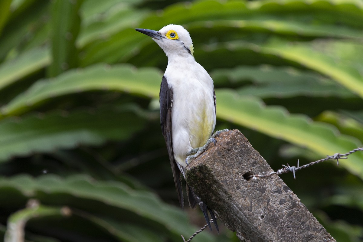 White Woodpecker - ML611305314