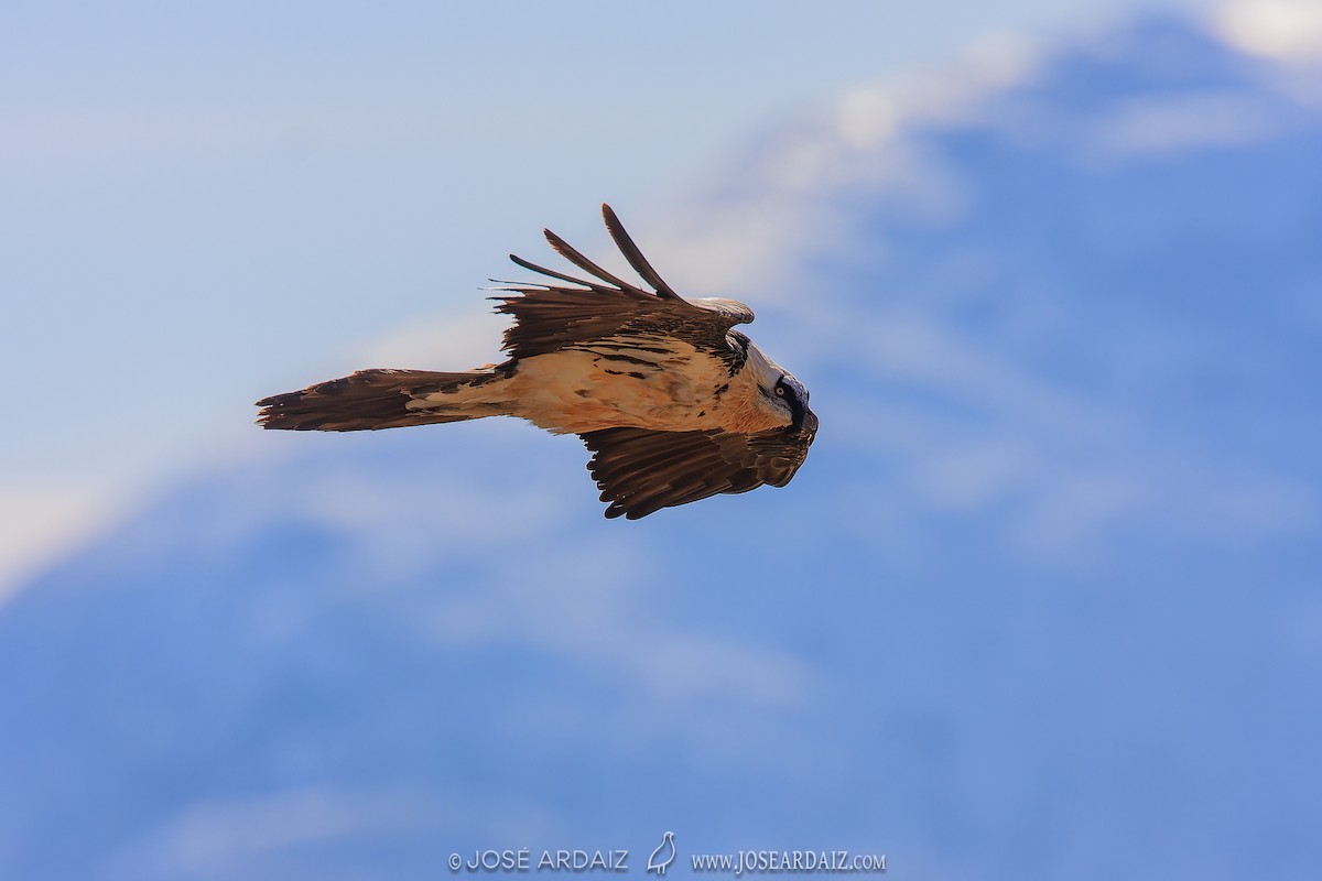 Bearded Vulture - ML611305409
