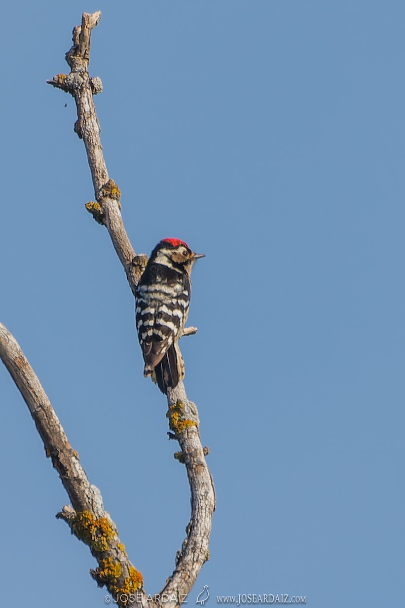 Lesser Spotted Woodpecker - ML611305601