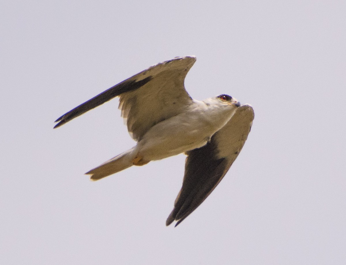 Black-winged Kite - ML611305801
