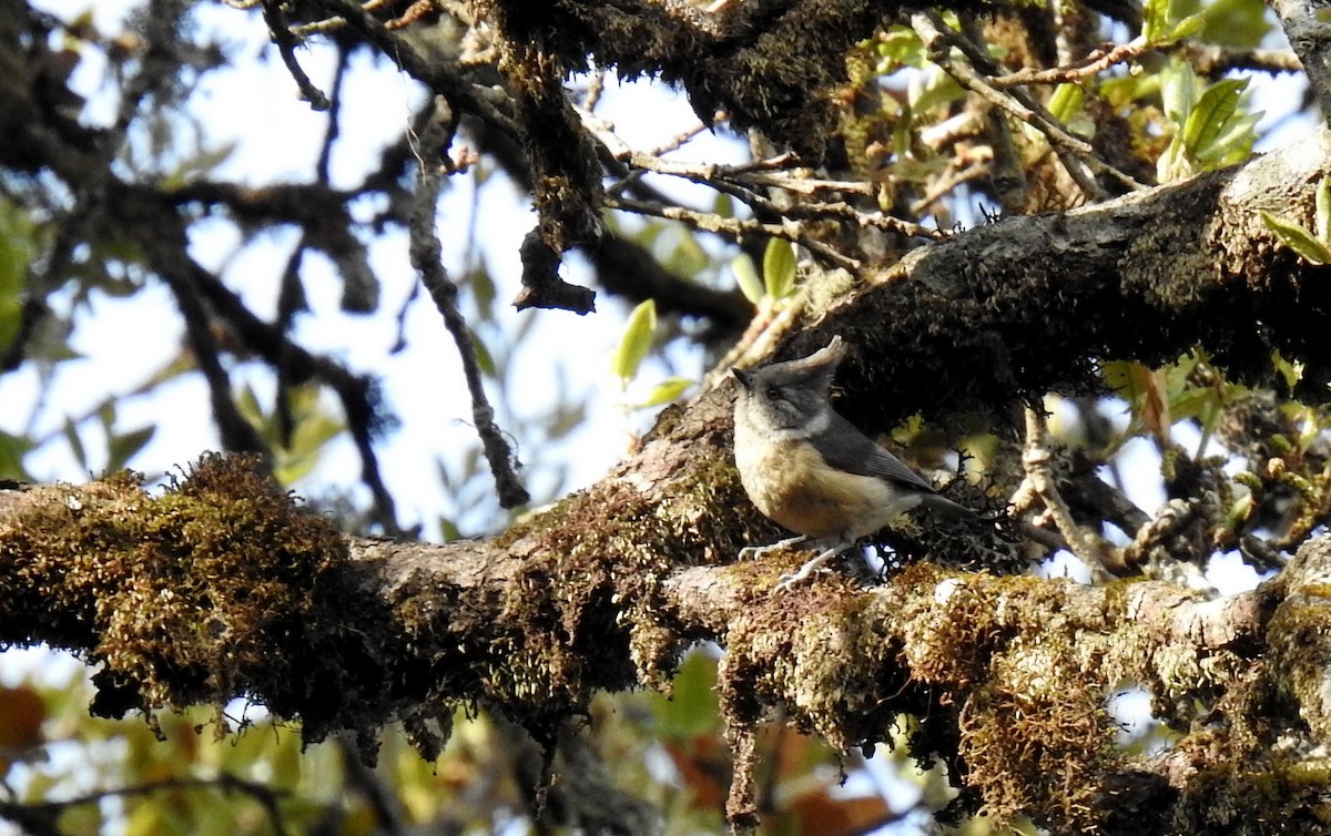 Gray-crested Tit - ML61130591