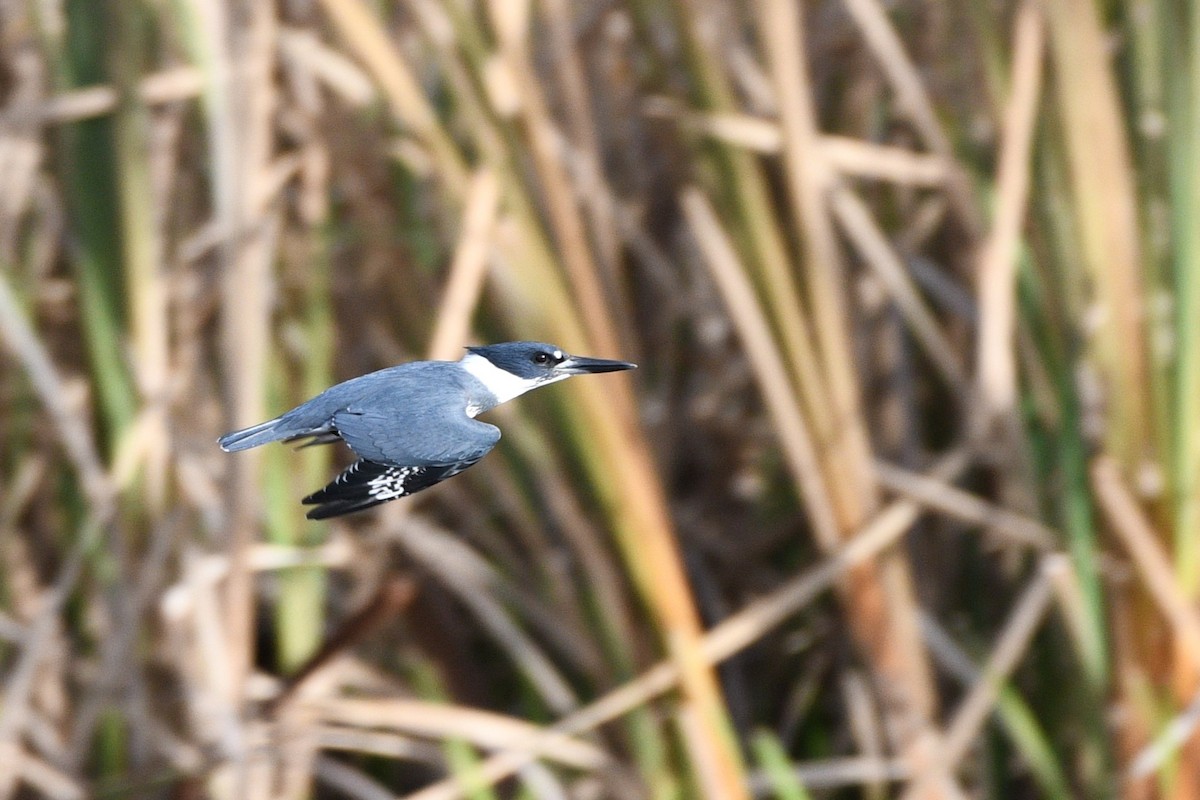 Belted Kingfisher - ML611305958