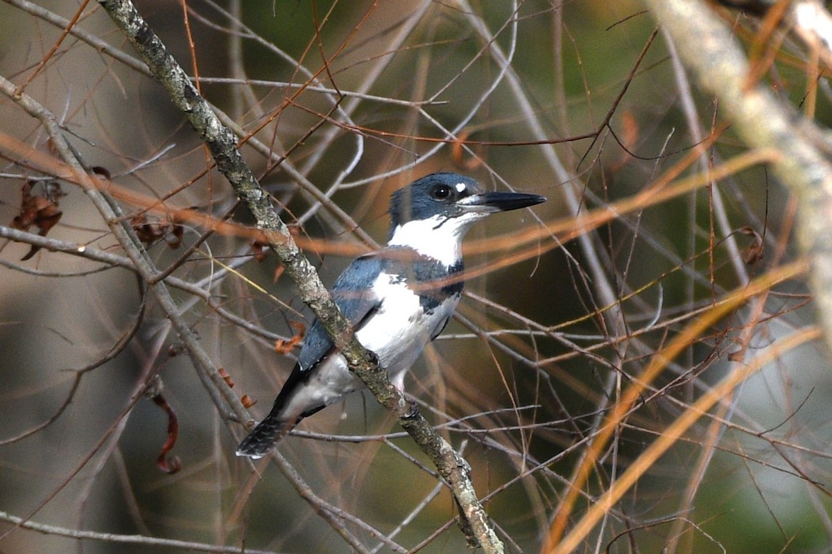 Belted Kingfisher - ML611305960