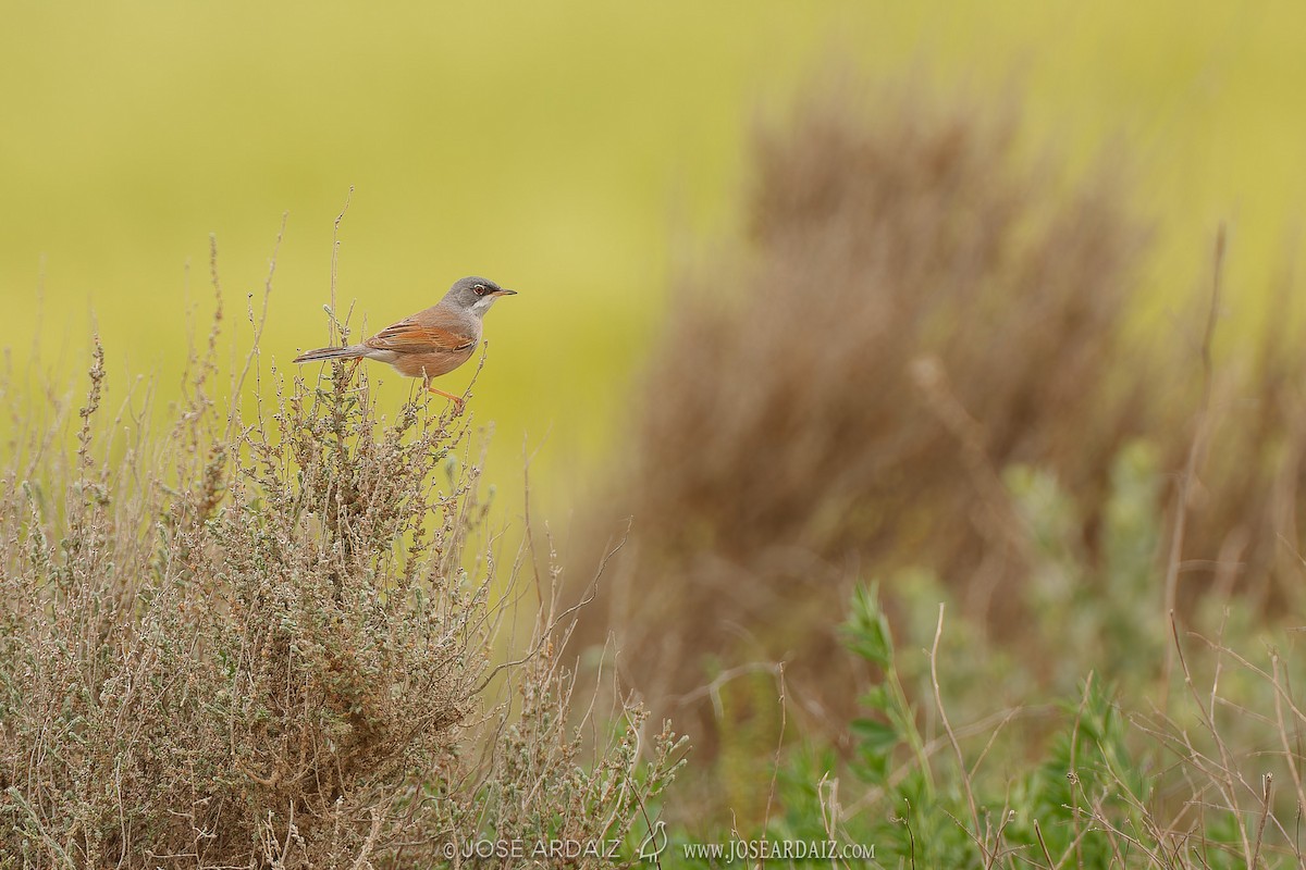 Spectacled Warbler - ML611306235