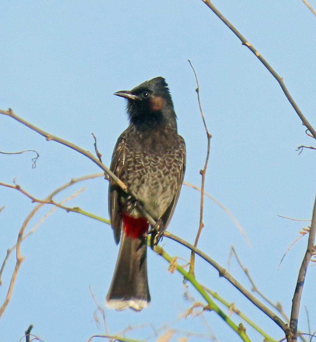 Red-vented Bulbul - ML611306545