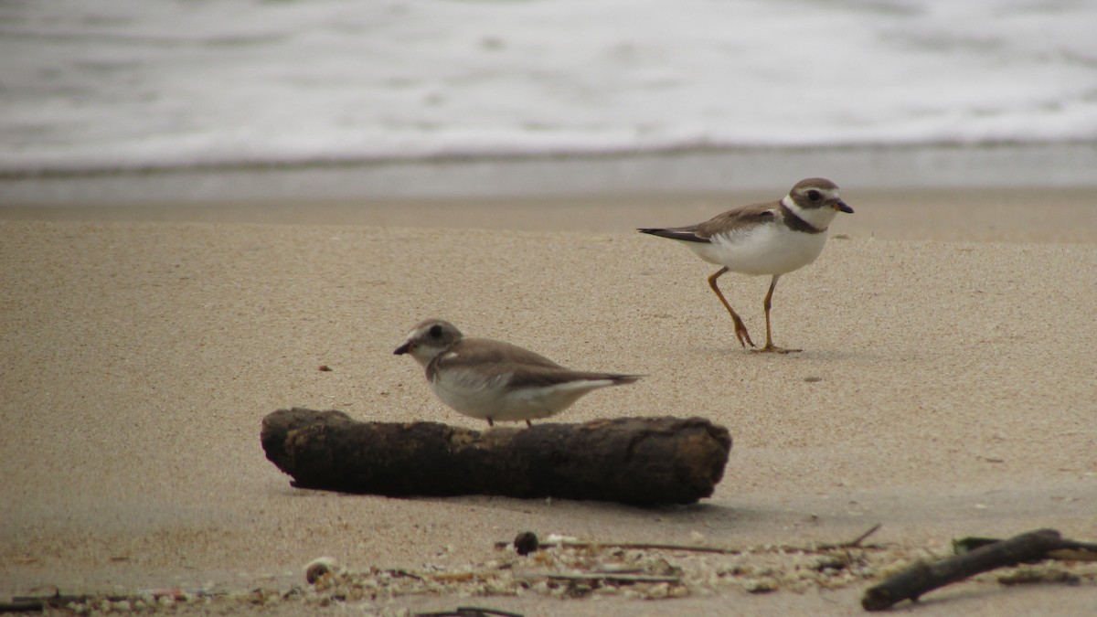 Semipalmated Plover - ML611306808