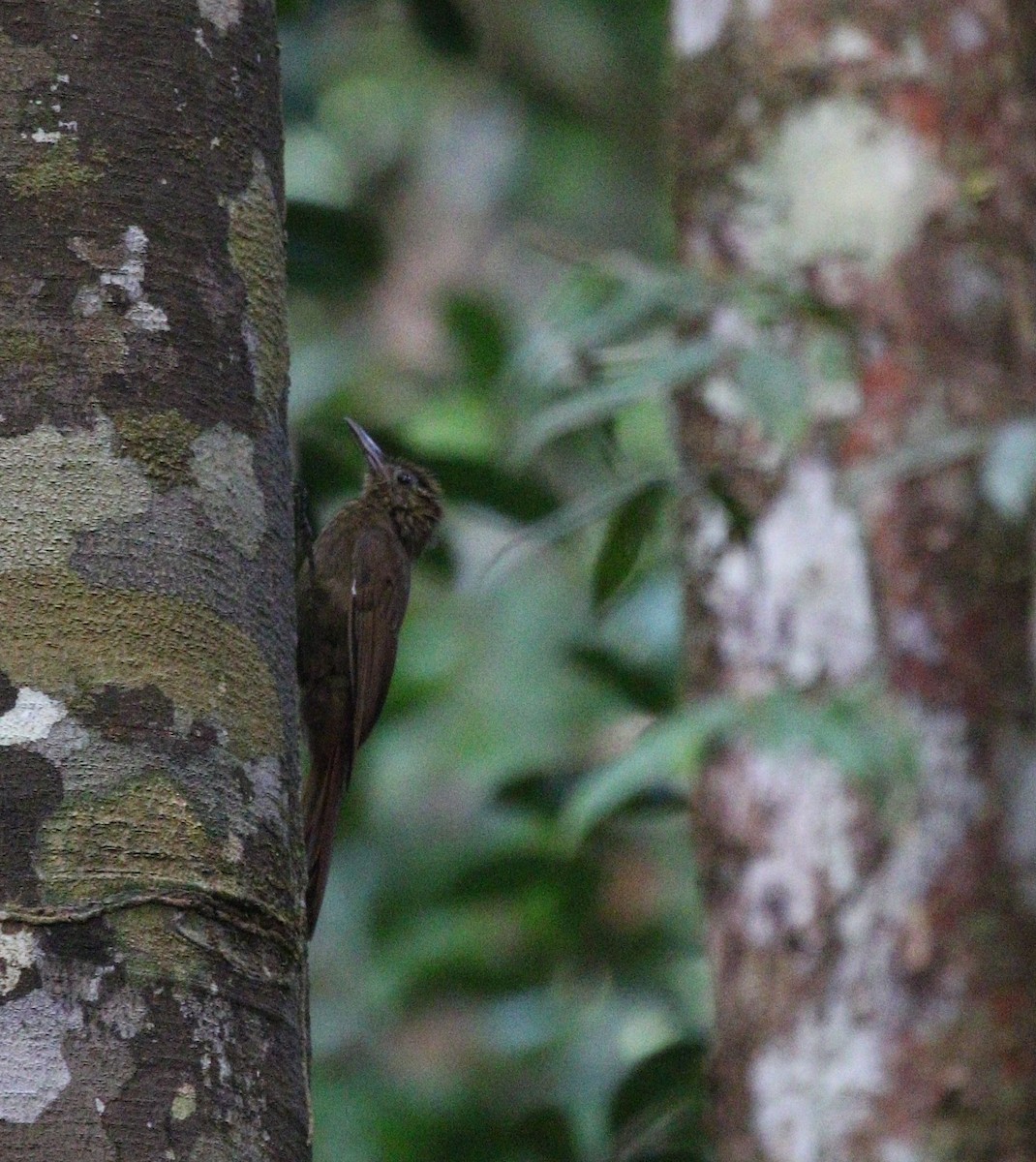 Long-tailed Woodcreeper (Northern) - ML611306888