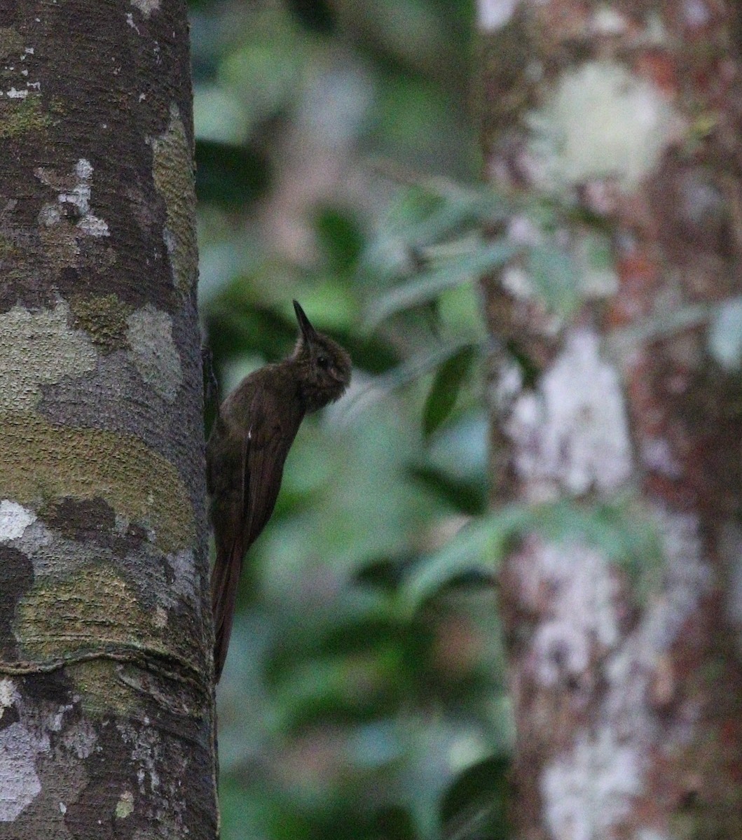 Long-tailed Woodcreeper (Northern) - ML611306894