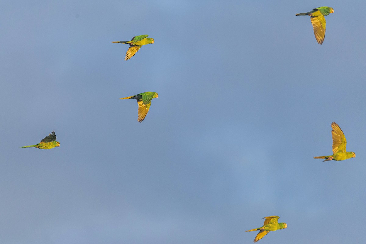 Pacific Parakeet - Enrique Mejía