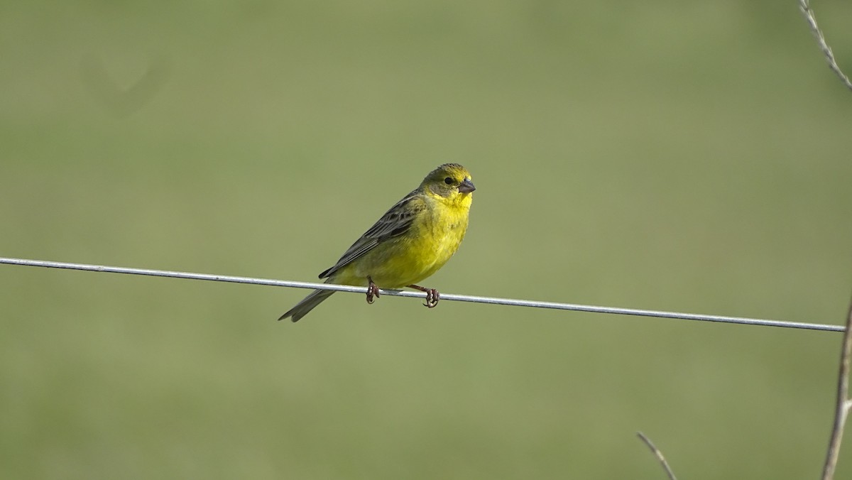 Grassland Yellow-Finch - Javier Ubiría